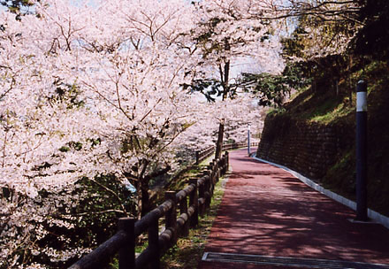 音無山の桜