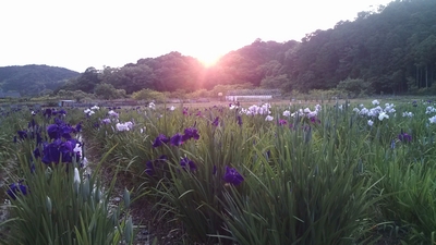 夕日に輝く菖蒲園
