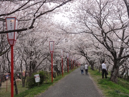 桜のトンネルも見頃に！