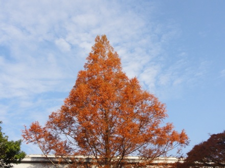 紅葉している大きな木
