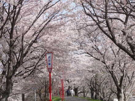 桜のトンネルは有名ですね♪